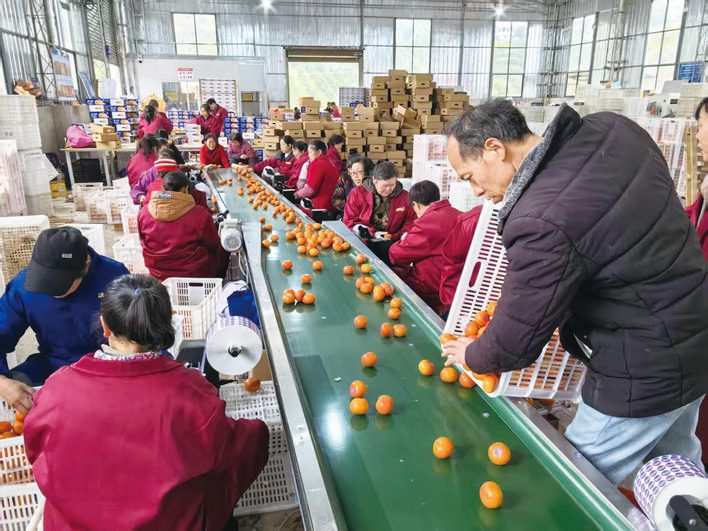 智能选果机声隆 拓宽村民致富路