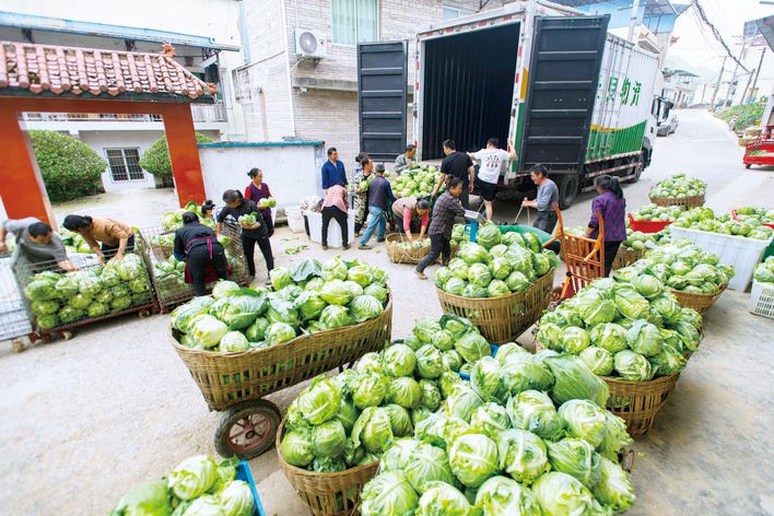  24万斤滞销甘蓝的“逆袭密码”