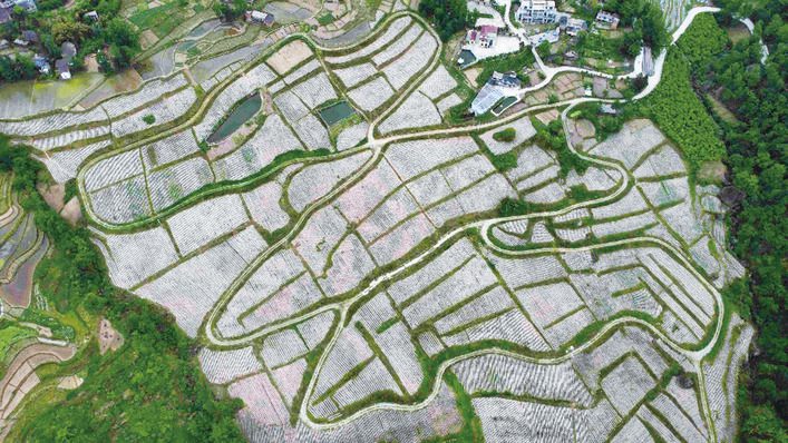 金叶铺就致富路 灯火点亮振兴图