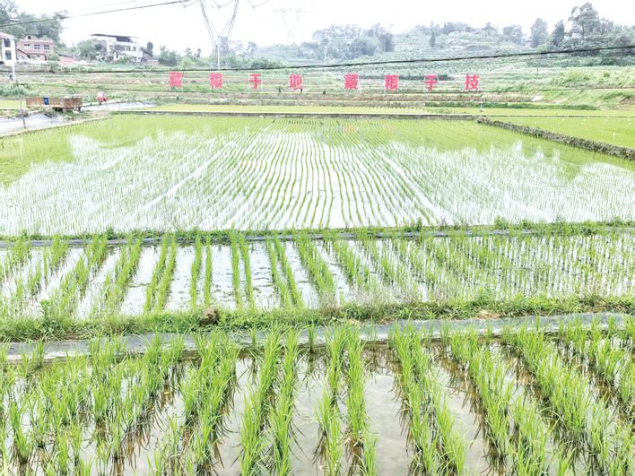 希望的田野迸发生机与活力