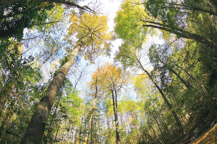 “林长制”促“林长治” 美丽万州山河画卷只此青绿