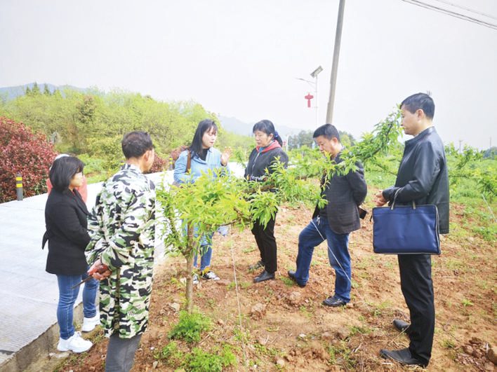  农艺师陈泉：果树病害“狙击手”
