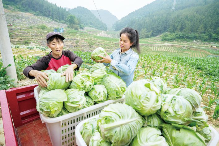 再访马家村——一棵牛心甘蓝引起的“连锁反应”