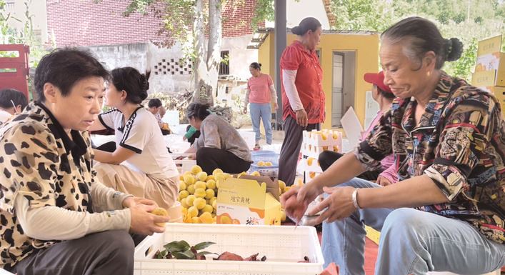 地宝土家族乡 黄桃飘香庆丰收 商务帮扶结硕果