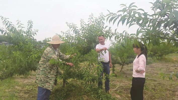 分水镇 深化“人大代表+”模式 激活产业振兴新动能