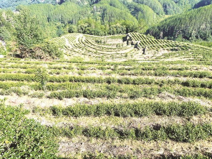  马槽村的逆袭密码‌