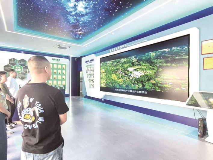 一只芦花鸡的数字化发展之路