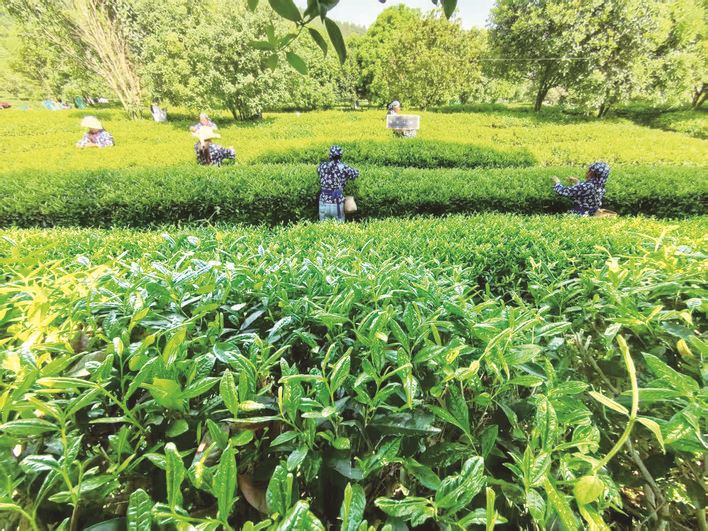  “示范+链条+品牌”三管齐下  万州驱动特色农业高质量发展