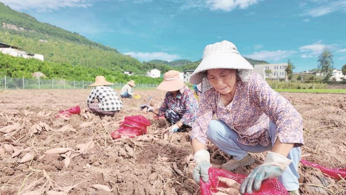  老红薯“链”上新技术  万州示范田结出“增收果”