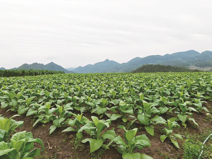 “金叶”田里说丰年