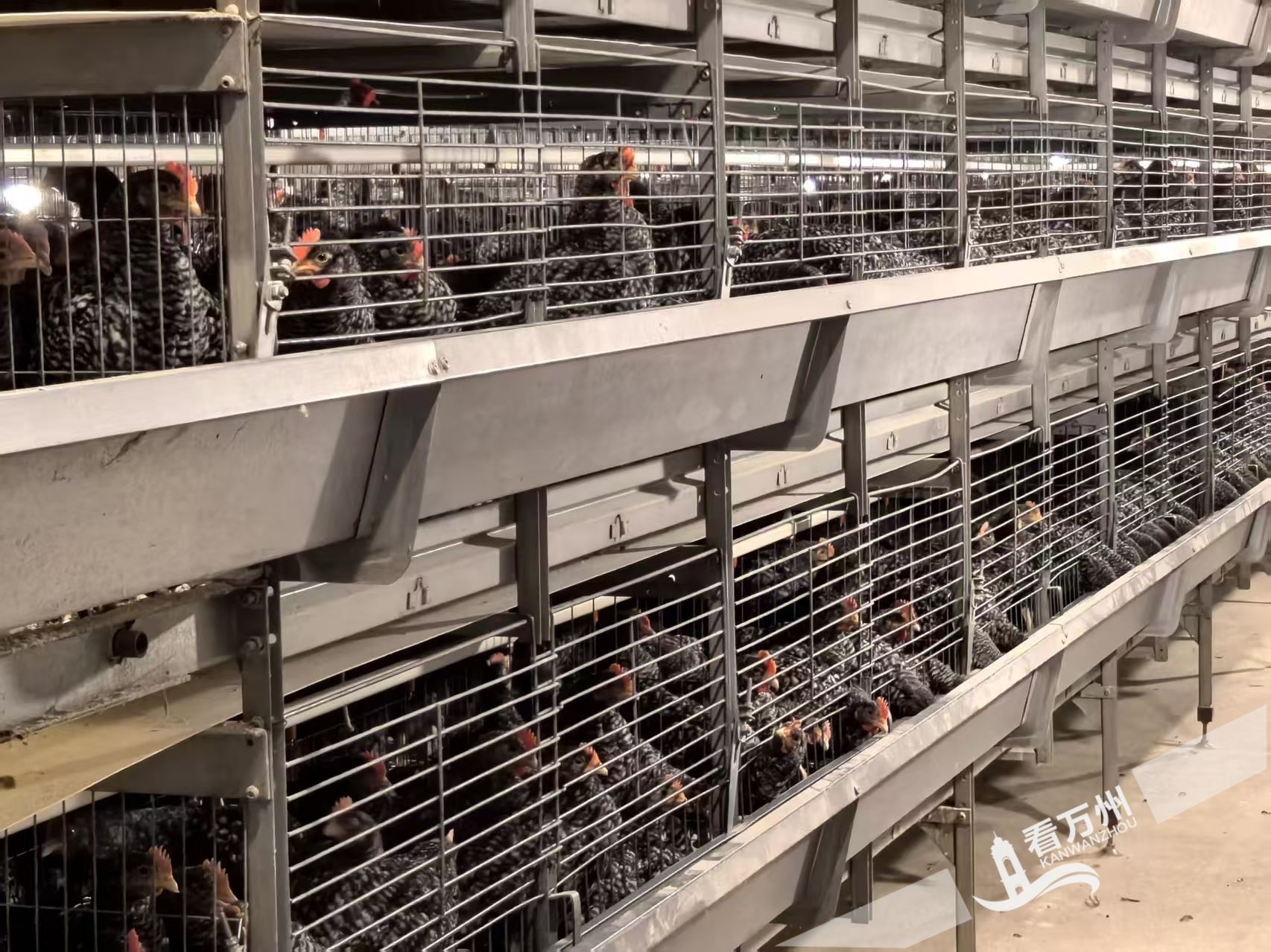  “鸡”不可失！芦花鸡产业强化利益联结 托稳群众致富梦