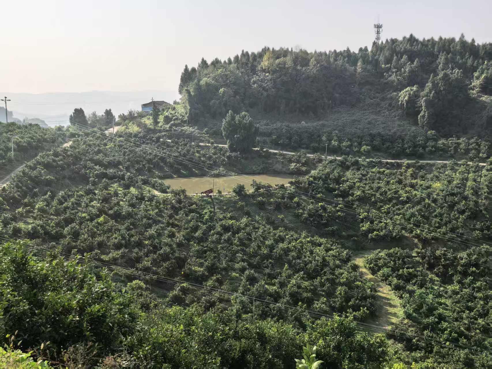 南丰贡橘挂满枝 果农采收忙不停