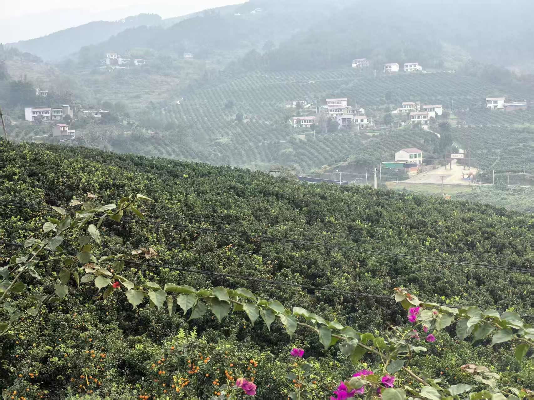  采摘洗选连轴转 金橘外销忙不停