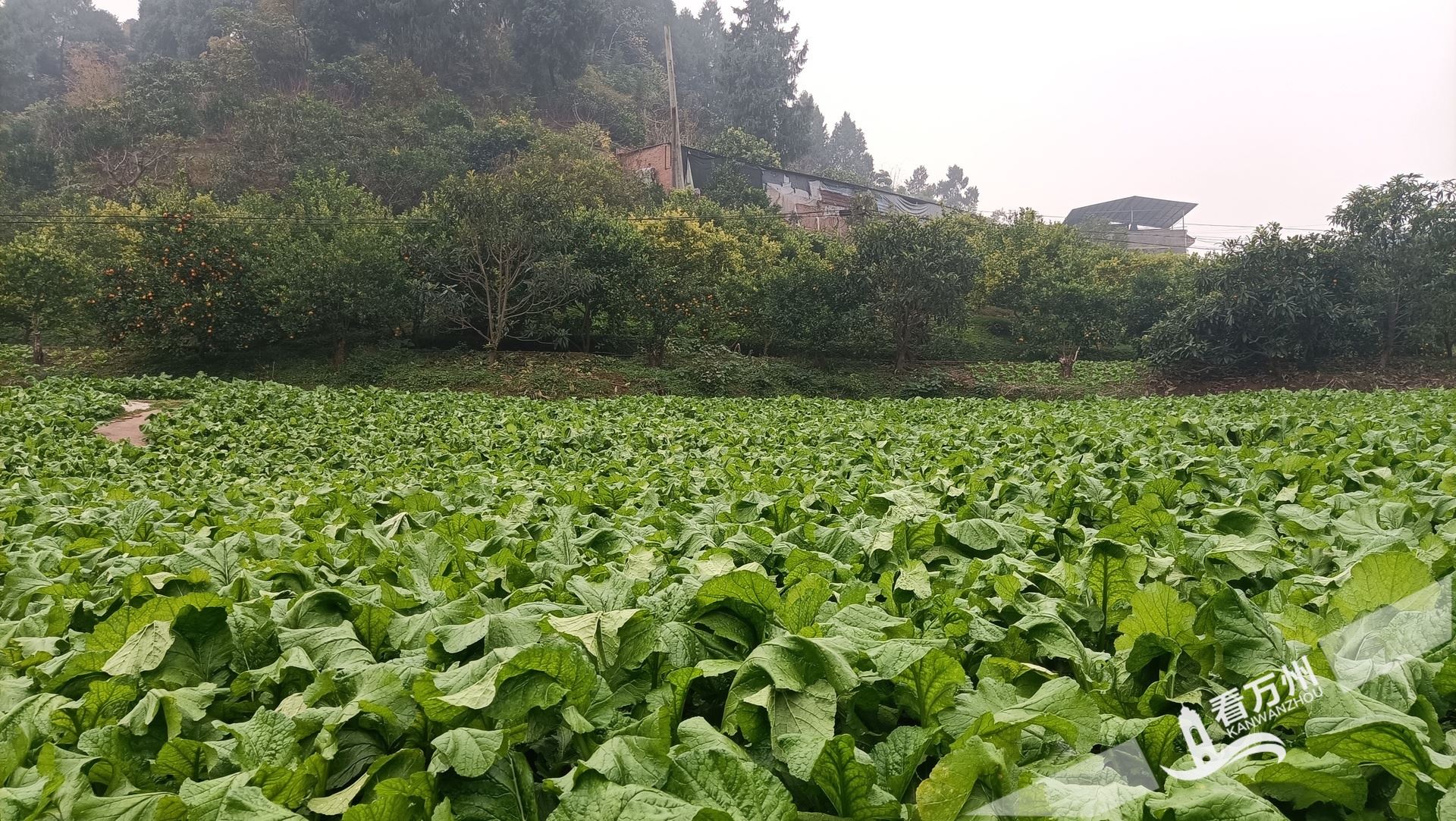 “优、绿、畅”协同发力 万州25万亩青菜头种植面积带动户均年增收超3000元