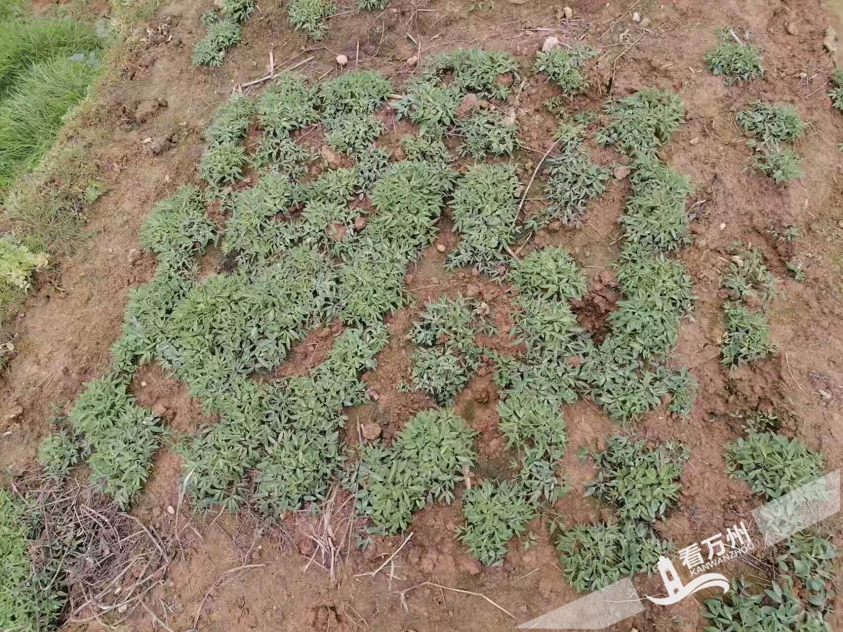  郭村镇：中药材产业蹚出富民路