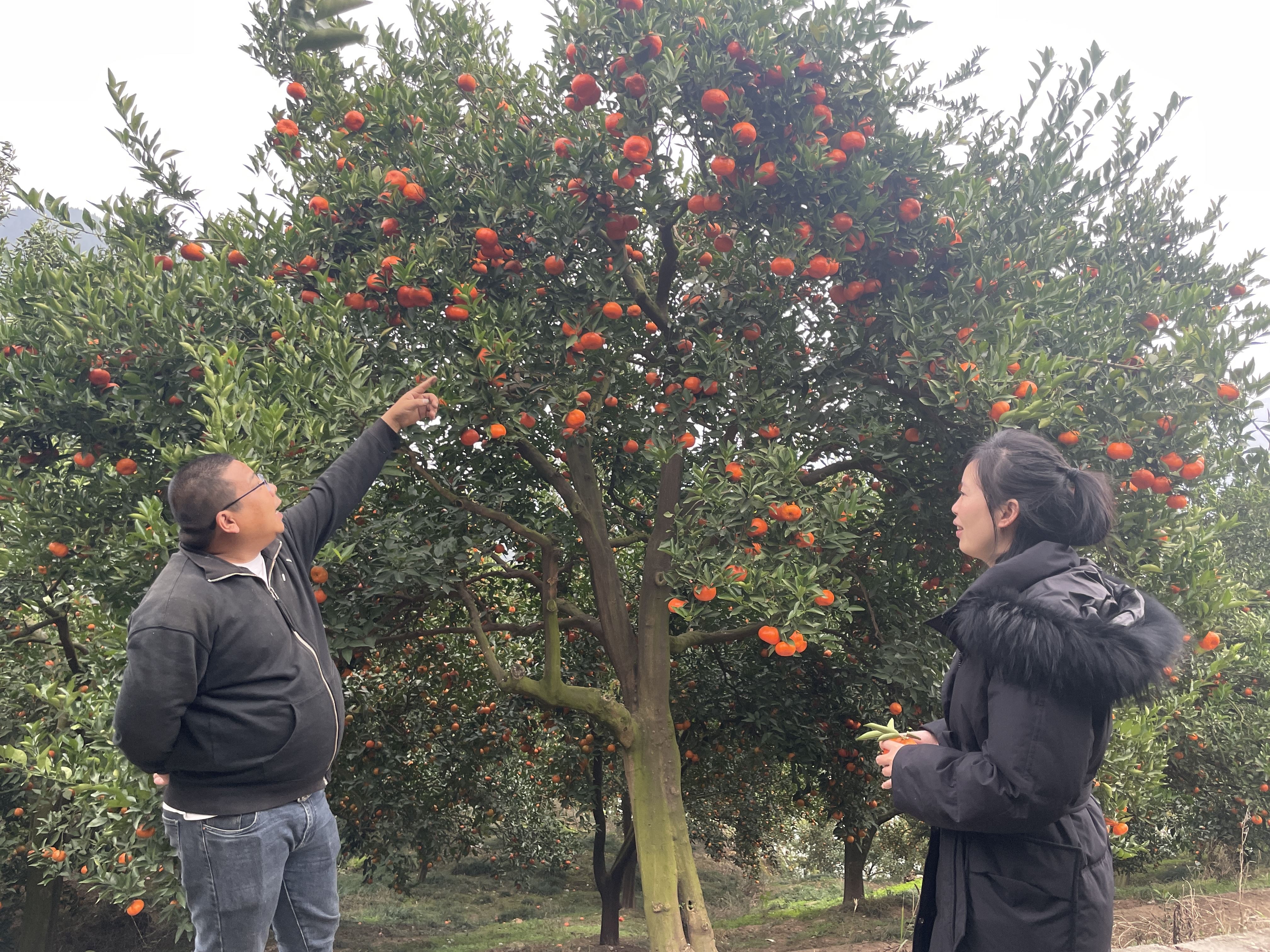 生态为底、红桔添彩、乡村游点睛……绘就大周镇十里滨江新图景