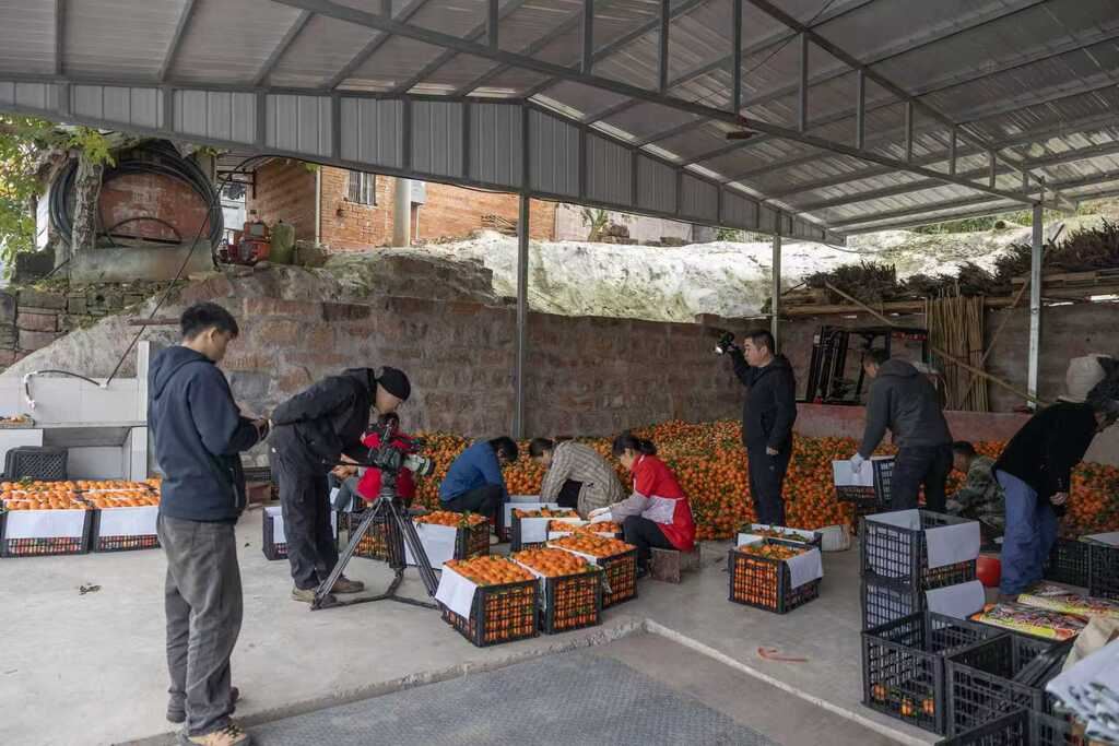  央视《农耕探文明》聚焦万州古红桔 近期开播