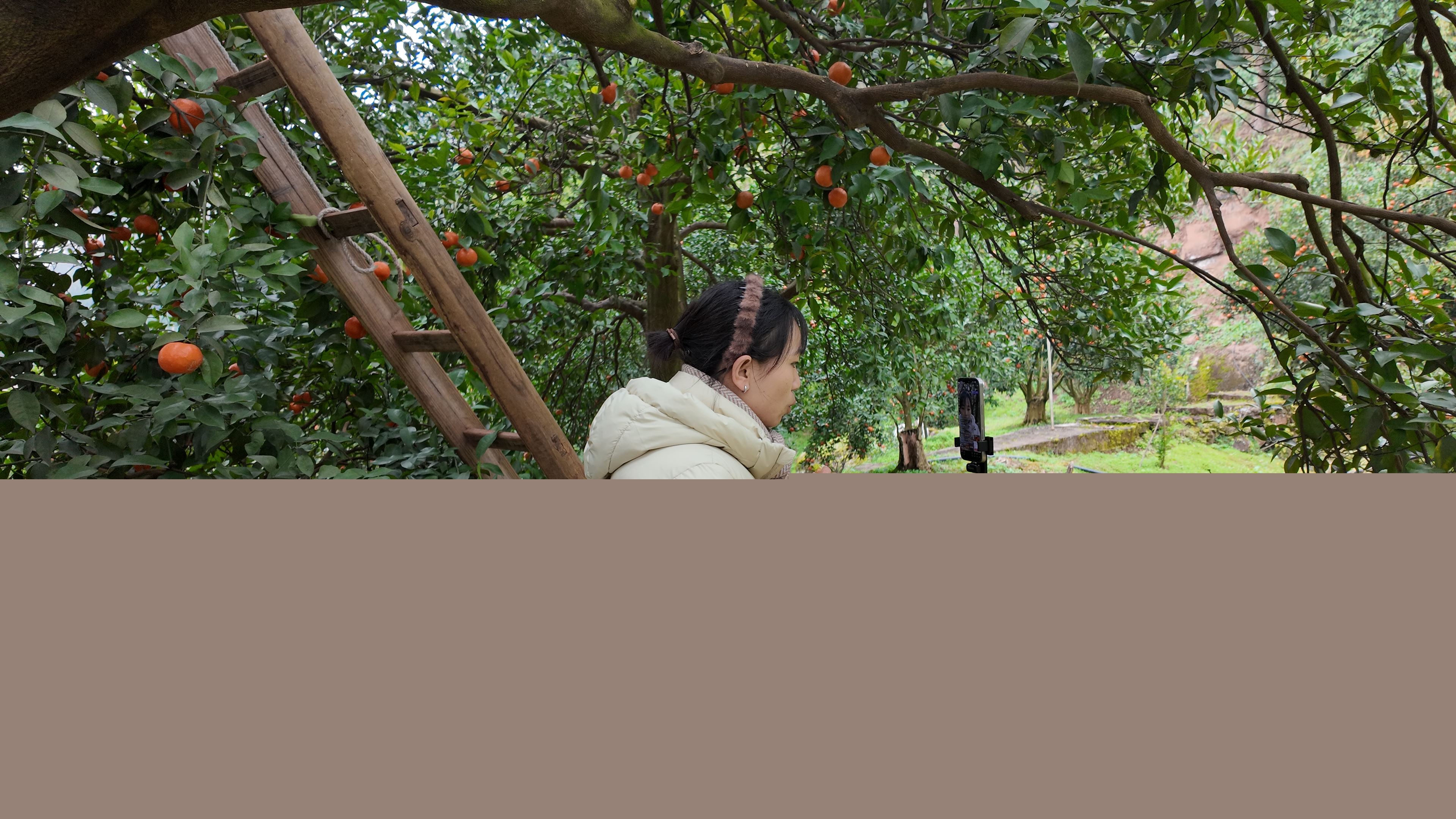  学用贯通结硕果 万州21名电商学员田间直播助农促增收