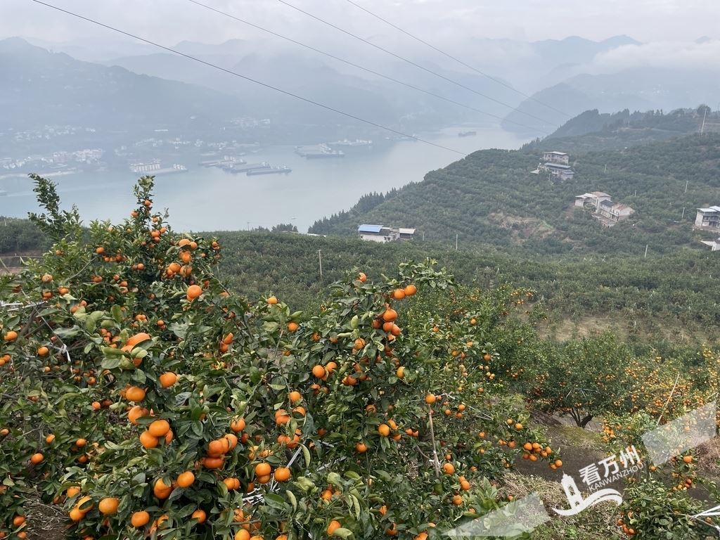  打好“产业+环境+治理”组合拳 太龙镇绘就乡村振兴立体答卷