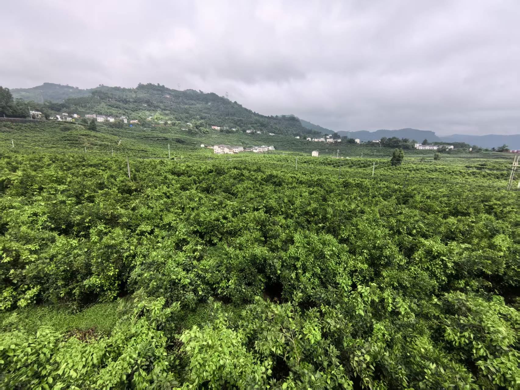 人才为“钥”,解锁乡村振兴新图景