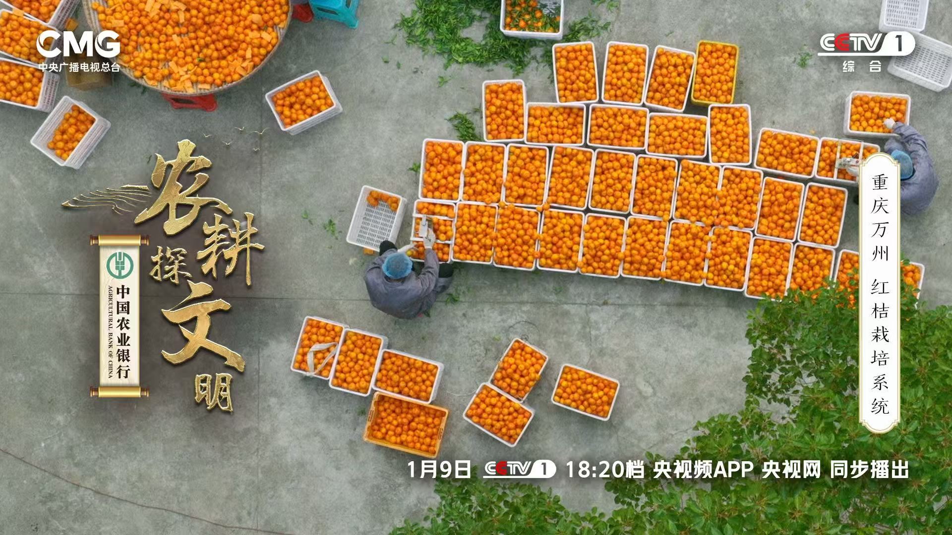  1月9日18：20 看央视 探秘万州红桔农耕文明