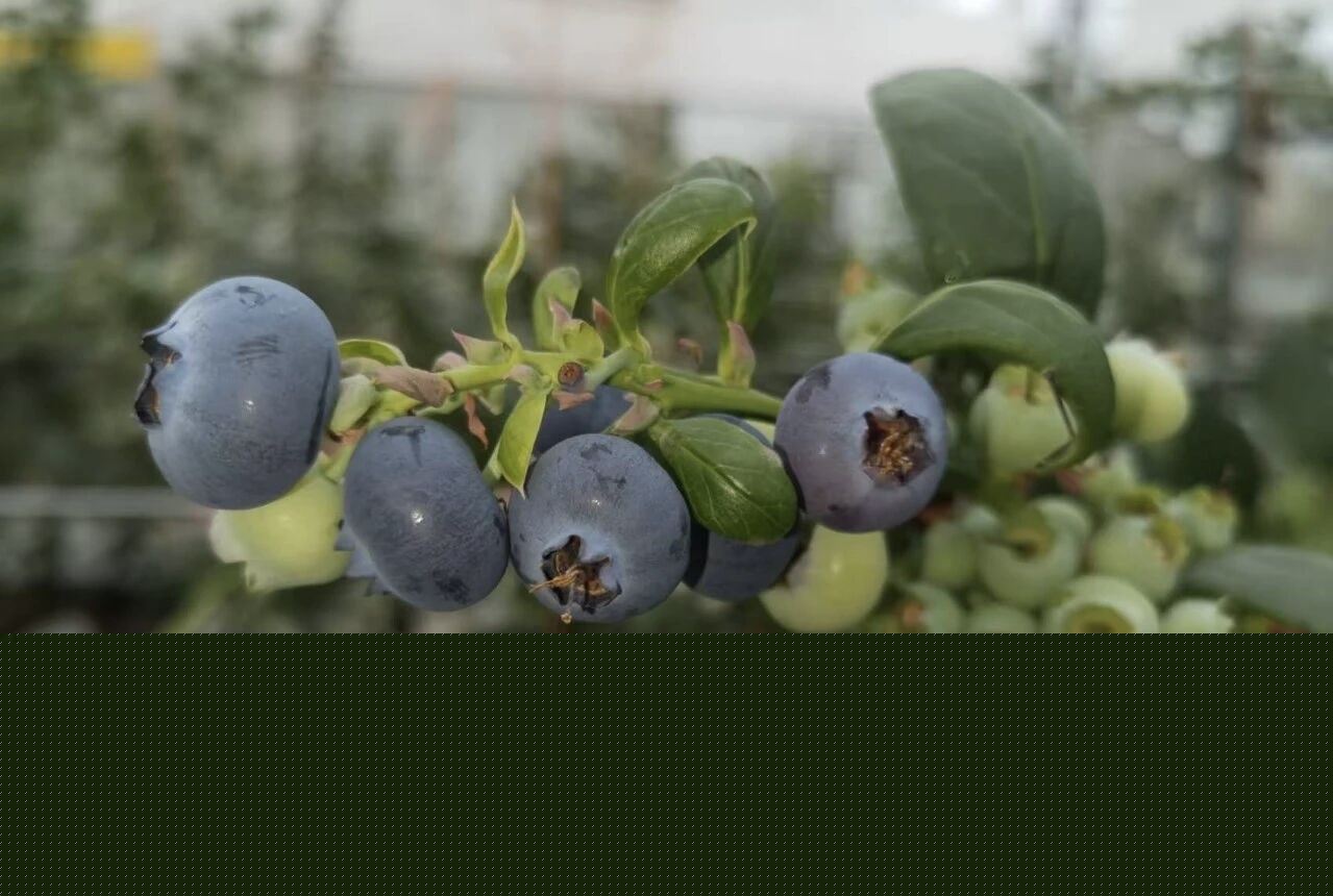  经济观察｜万州土特产何以飘香四海？