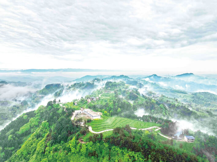 万州茶香飘世界