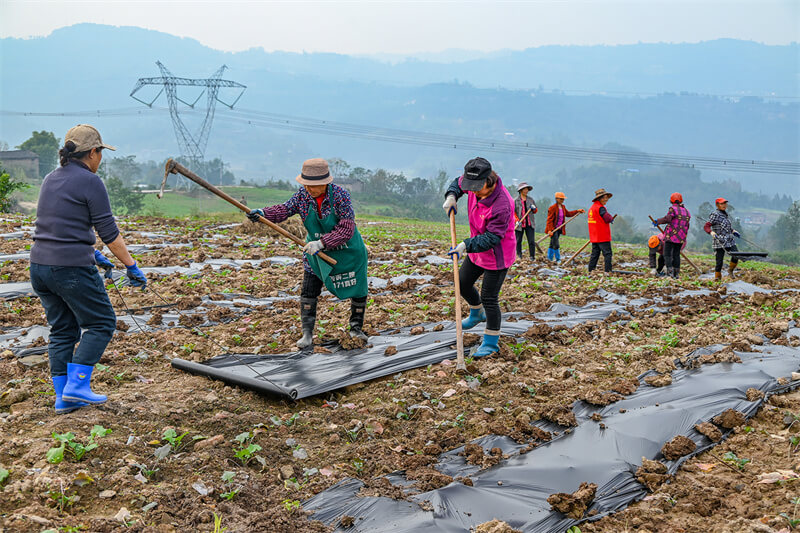 组图丨冬闲人不闲 万州农忙好光景