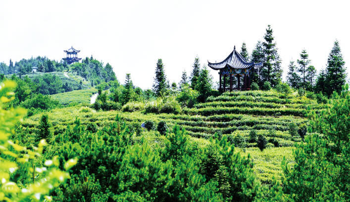 万州：春季踏青正当时 三峡茶乡觅春韵