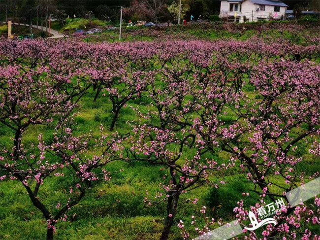 万州：乡村文旅火爆“出圈”的流量密码