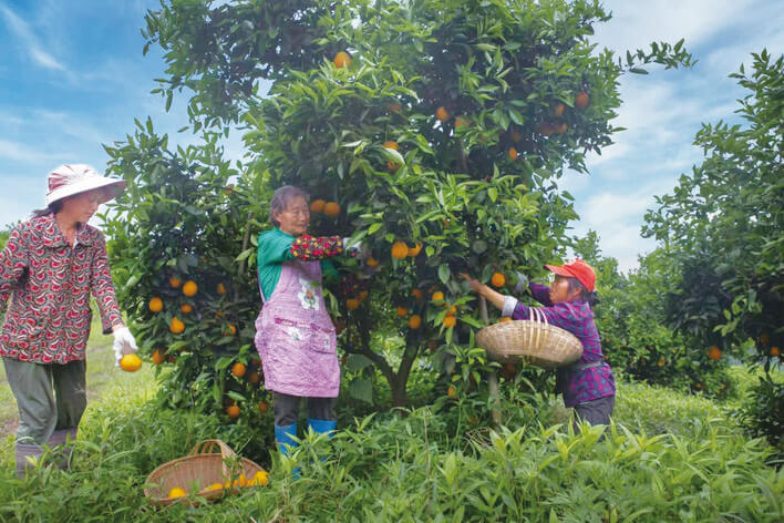 万州：产业兴 乡村旺 共赴振兴新征程