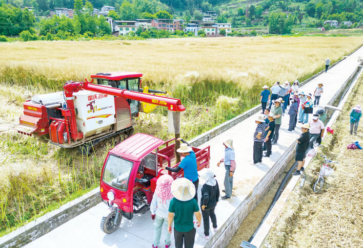 亩产226.74公斤!三峡库区油菜机收破纪录